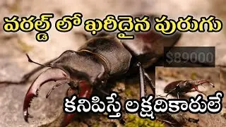 ఈ పురుగు కనిపిస్తే దశ తిరిగినట్టే | Stag Beetle | Telugu Facts | Telugu Facts Adda