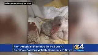 Historic Birth As First American Flamingo Hatches At Flamingo Gardens Wildlife Sanctuary