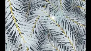 Mystic White Pine Printed Acrylic