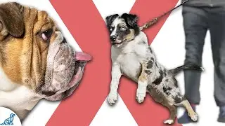 3 Skills You NEED To Teach Your Puppy BEFORE Socializing