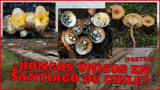 Expediciones en Busca de Hongos al Biocorredor Mapocho El Trebal | Storytime (Parte 1)