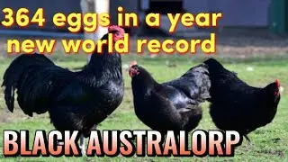 BLACK AUSTRALORP the ultimate egg machine 364 eggs in 365 days a new world record