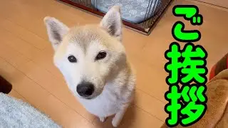柴犬ぎんちゃんからご挨拶です！