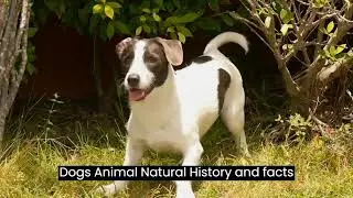 #Dog Animal Natural Facts #dog facts
