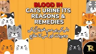 Blood in cats urine its reasons & remedies.| cats |kitties | urinary problems | utubevideos