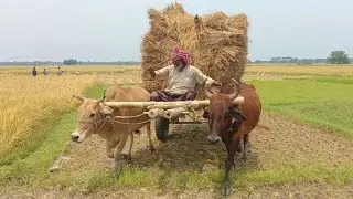 Pulling Paddy with Bullock Cart &ndash; Loading Paddy from the Field | bullock cart video
