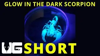 Malaysian Forest Scorpion under a black light! #scorpion #blacklight #shorts #short