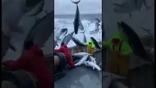 Giant Bluefin Tuna JUMP ONTO the Deck😱