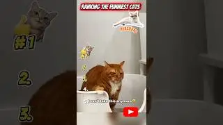 Ranking The Funniest Cat Reactions 😹