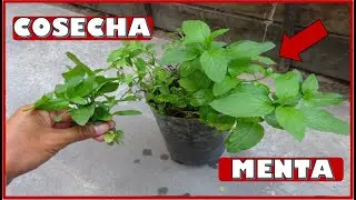 APRENDE A COSECHAR PLANTAS DE MENTA ¿CUÁNTO TARDAN EN REBROTAR?