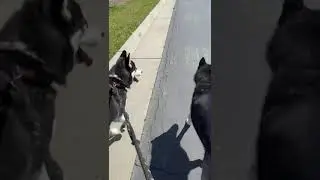 Goku and Saphira doing the twinsie tandem walk