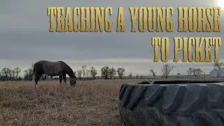 Teaching a Young Horse to Picket