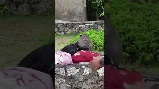 monkey thug life 💀🐵😂 #monkey #monkeyvideo #viral #bali