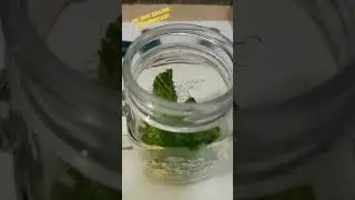 #mojito #mintmojito #refreshing #drink #mojitorecipes #mojitococktail #freshbakedcafesingtam