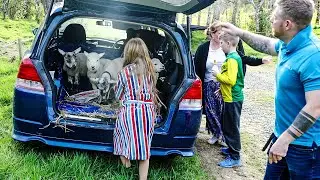 Baby Lamb Limousine - New Zealand Country Living #4k #nature #newzealandnature #lambs