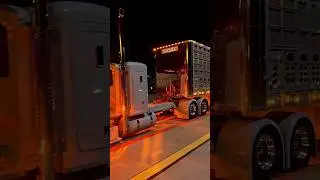 BULL HAULERS SWEET PETERBILT (@brad.weilert)