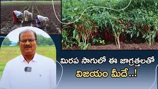 Ways to increase yield in chilli cultivation || Best Management Practices for Chilli Farming | Ka...