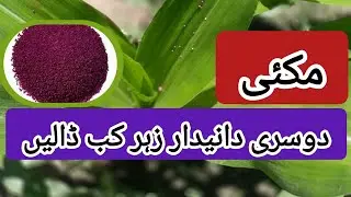 Maize second granular insecticide application stage ||@agritalksbysaadat