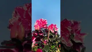 🌸❤️💕#azalea #flower #terracegarden #colour #azaleaflowercare #subscribetomychannel