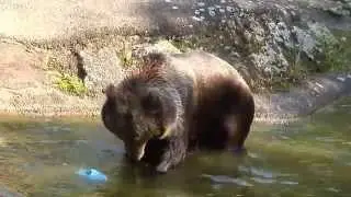 happy bear