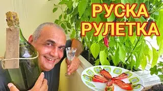Люти чушки с бекон - Руска рулетка! Безумно вкусно мезе за ракията!