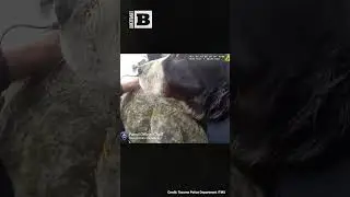 Dog on the Rocks? Tacoma Police Rescue Lost Pooch Stranded by Seaside