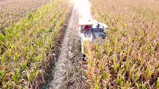 2024 In this farm about 10 Ton per hectare corn yield in cambodia farm, Kubota corn harvest
