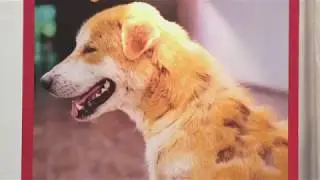 Dog Shade For Outdoor Sun Protection, By ShadyPaws,Inc. CEO, Patricia Darquea, Global Pet Expo 2018