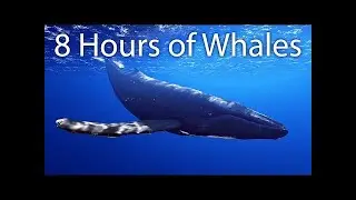 8 Hours of Whale Sounds Deep Underwater for Sleep and Relaxation