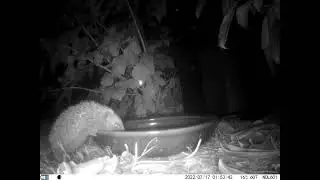 Another hedgehog visitor to the garden