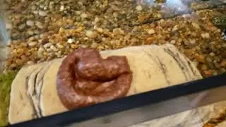 Huge Turtle Poop