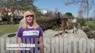 IQ K9 TRAINING | Oceanside and Surrounding North County San Diego Dog Training