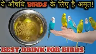Ye Drink Dene se Birds Sardi mai Kbhi Bimar Nahi Honge! Drink for Birds! Best Birds Medicine