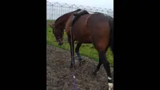 Dik bipsje aan de dubbele lijnen