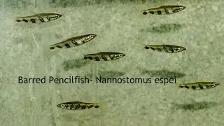Barred Pencil- A Rare and Beautiful Addition to a South American Community