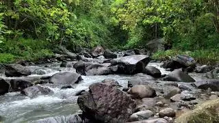 Settle down slowly with calming river flow near a quiet green forest path to rest more fully