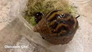 Achatina Achatina Tigger | Ахатина Тигры | Tiger snail 4К