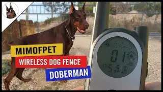 MimofPet Wireless Dog Fence Review with DOBERMANS