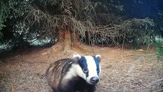 You won't believe what this trail camera captured... 😳📸#wildlife #naturelovers #trailcamera