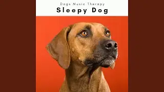 Song of Dog Total Relax Songs