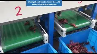 lobster grading machine