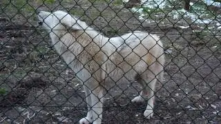 Arctic Wolf Howling @ Merzig Wolf Park