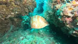 Female Hogfish on Rooney Reef