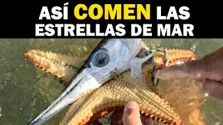 Вот как рождаются и едят морские звезды | Размножение ⭐ Питание морских звезд