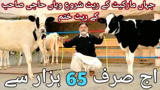 Jersey Fresion Ducth Australian Red fresion Cholistani Heifers for sale in chakwal | 20 January 2026