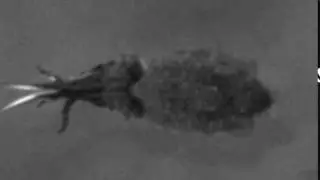 Cuttle Shuttle Analysis - Cropped and Aligned: Ender, Day 08, Tentacle Shot 05