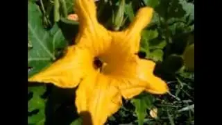 l'abeille butine