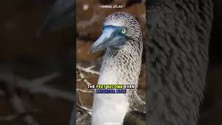 World's Cutest Seabird - Blue Footed Booby #shorts