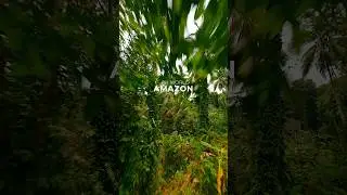 Amazon Rainforest in 4K Ultra HD 🌿 #Shorts #Amazon #Rainforest