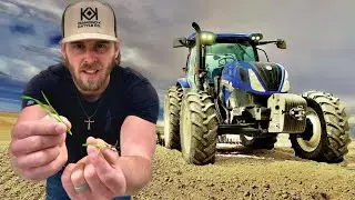 Trying To Recover $20,000 Stand Of Malt Barley.